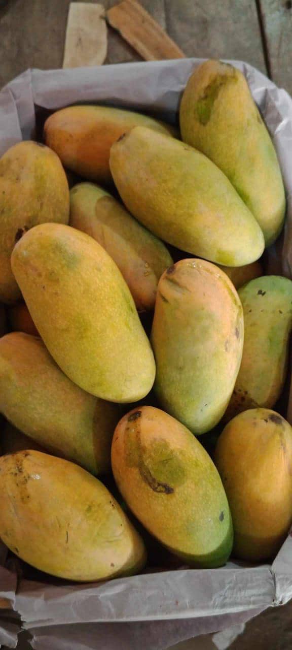 mango 2