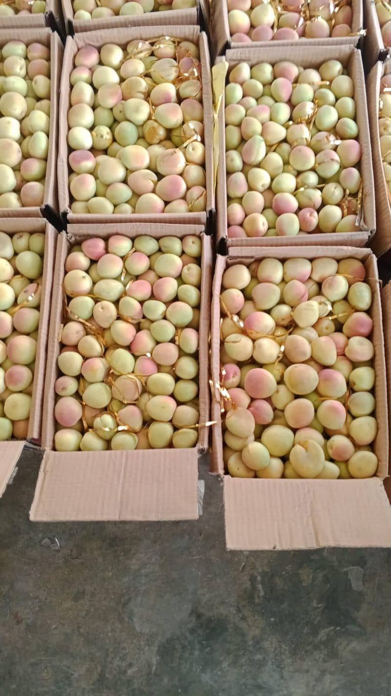 mango 3