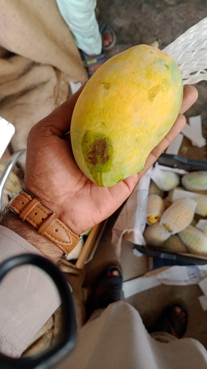 mango 7