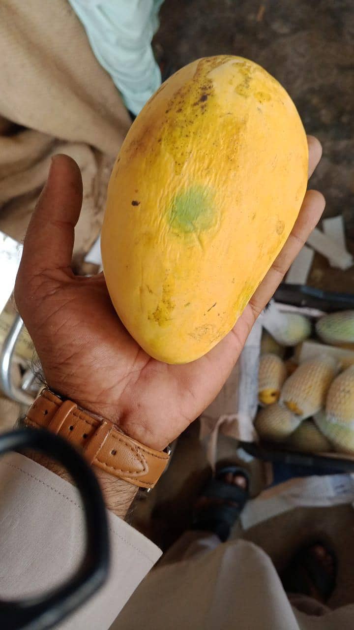 mango 9