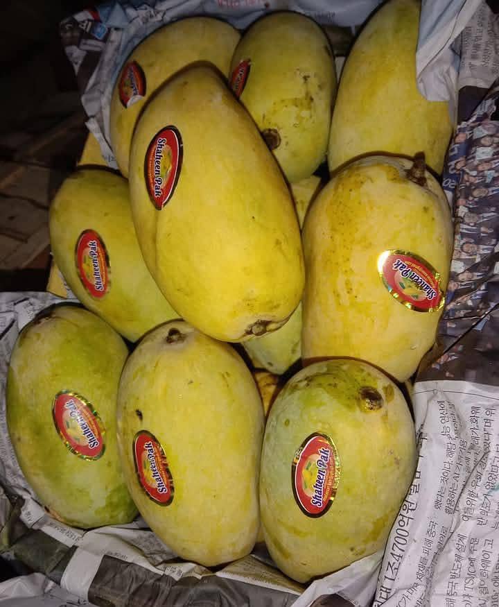 mango 10