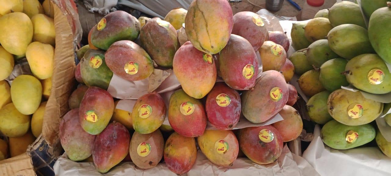 mango 11