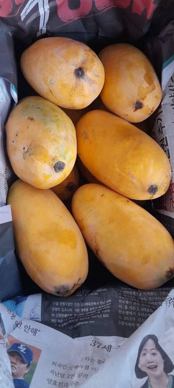 mango 12