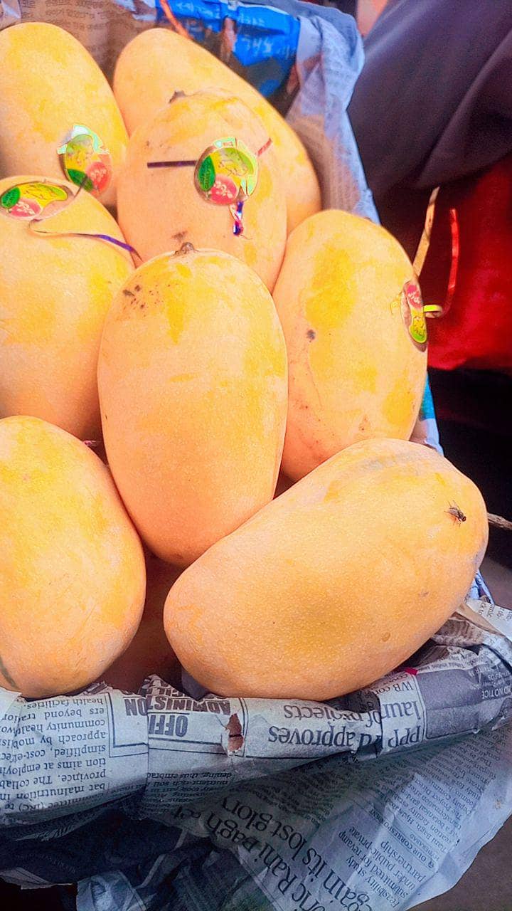 mango 13