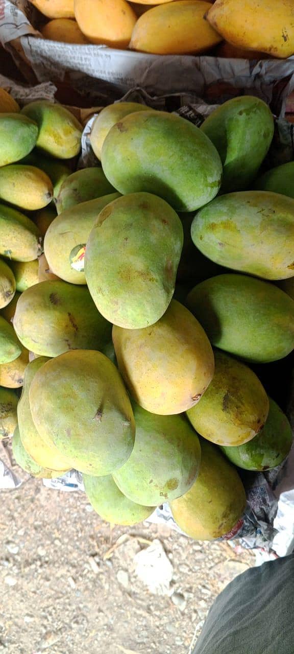 mango 14
