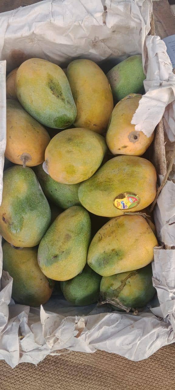 mango 16