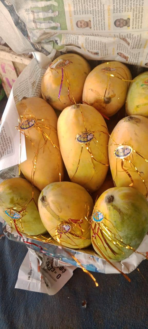 mango 17