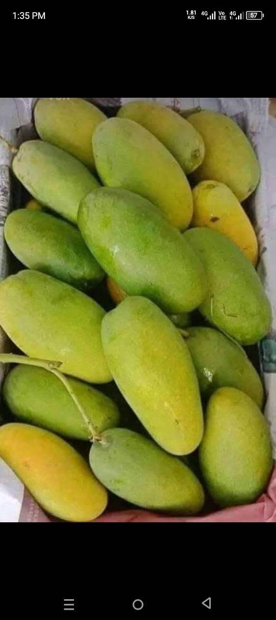 mango 18