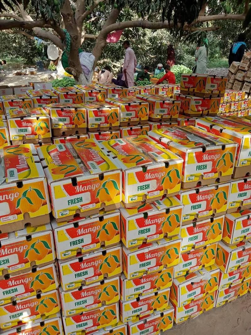 mango 19