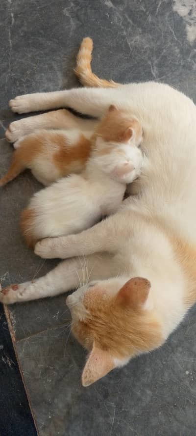 Friendly and Cute Female House Cat