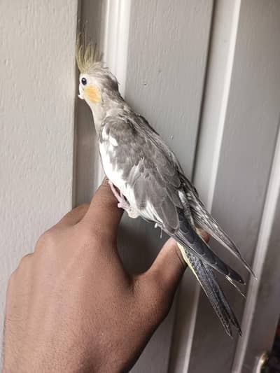 Hand tame cocktail self