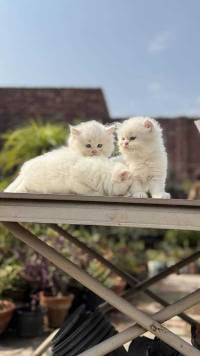 3 White Persian Kittens for Sale – Healthy & Fluffy