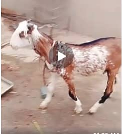 Tapra Makhi cheena