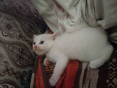 5 kittens for sale urgent for sale