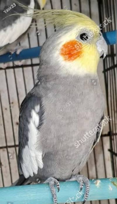 cocktail bird grey