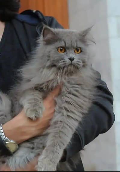 Persian cat