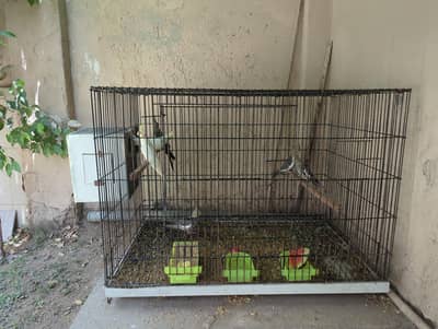 Complete Cockatiel Breeding Setup for Sale