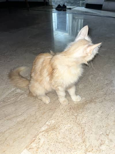 Cat Free