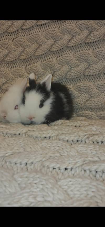 CUTE FANCY RABBITS AVAILABLE (ALL BREEDS) Teddy bear Dwarf