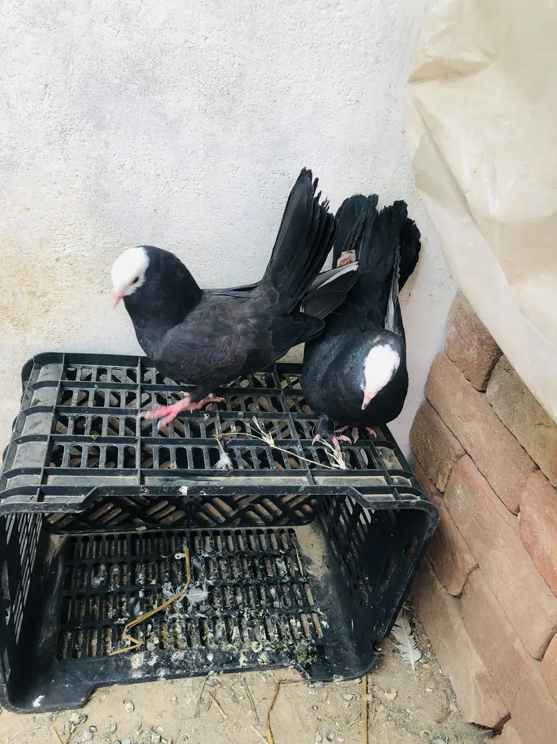 Pigeon breeder pairs