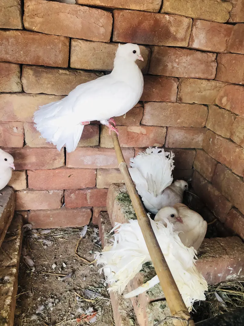 Pigeon breeder pairs — photo 2