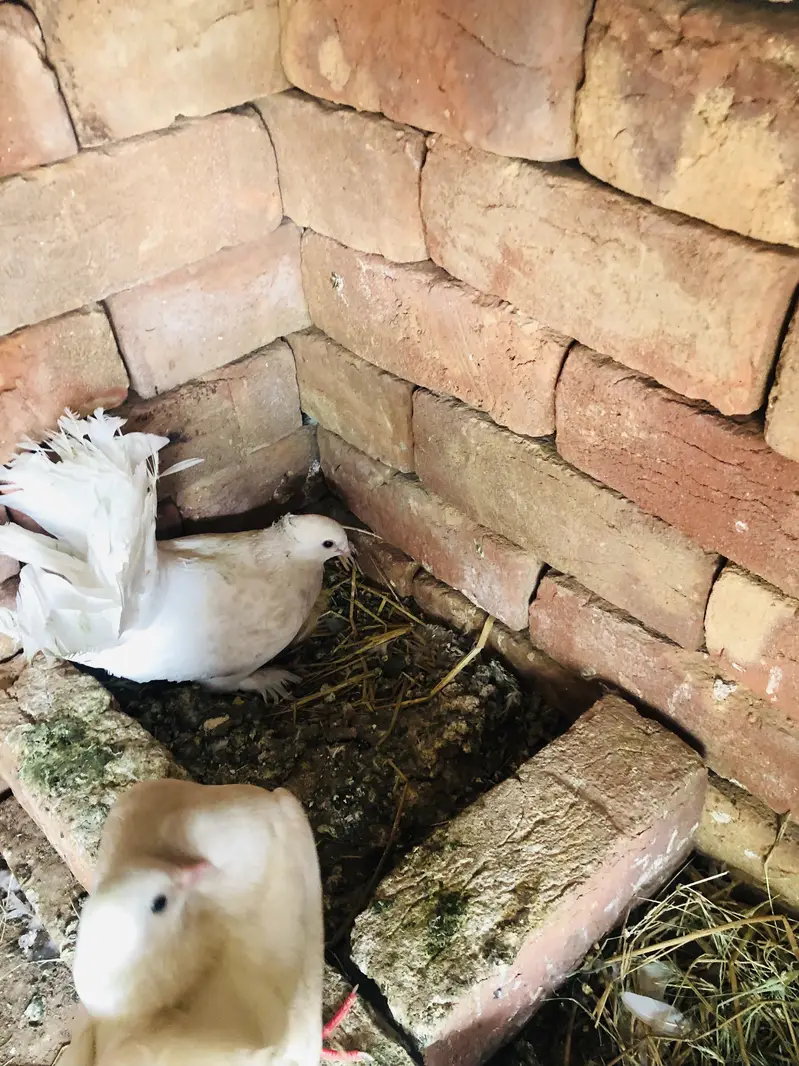 Pigeon breeder pairs — photo 3