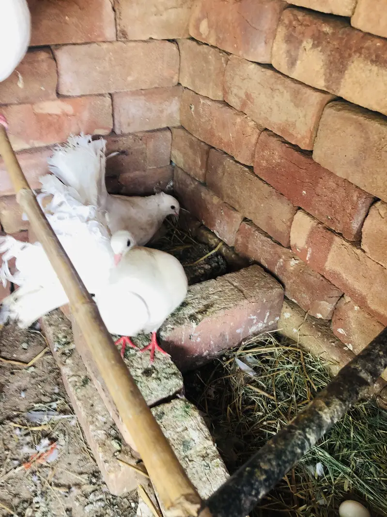 Pigeon breeder pairs — photo 4