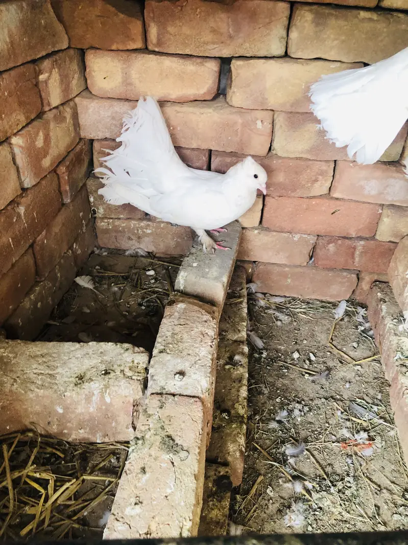 Pigeon breeder pairs — photo 5