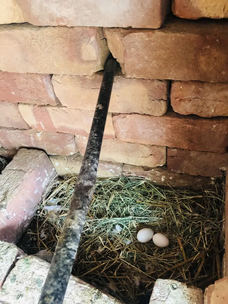 Pigeon breeder pairs — photo 6