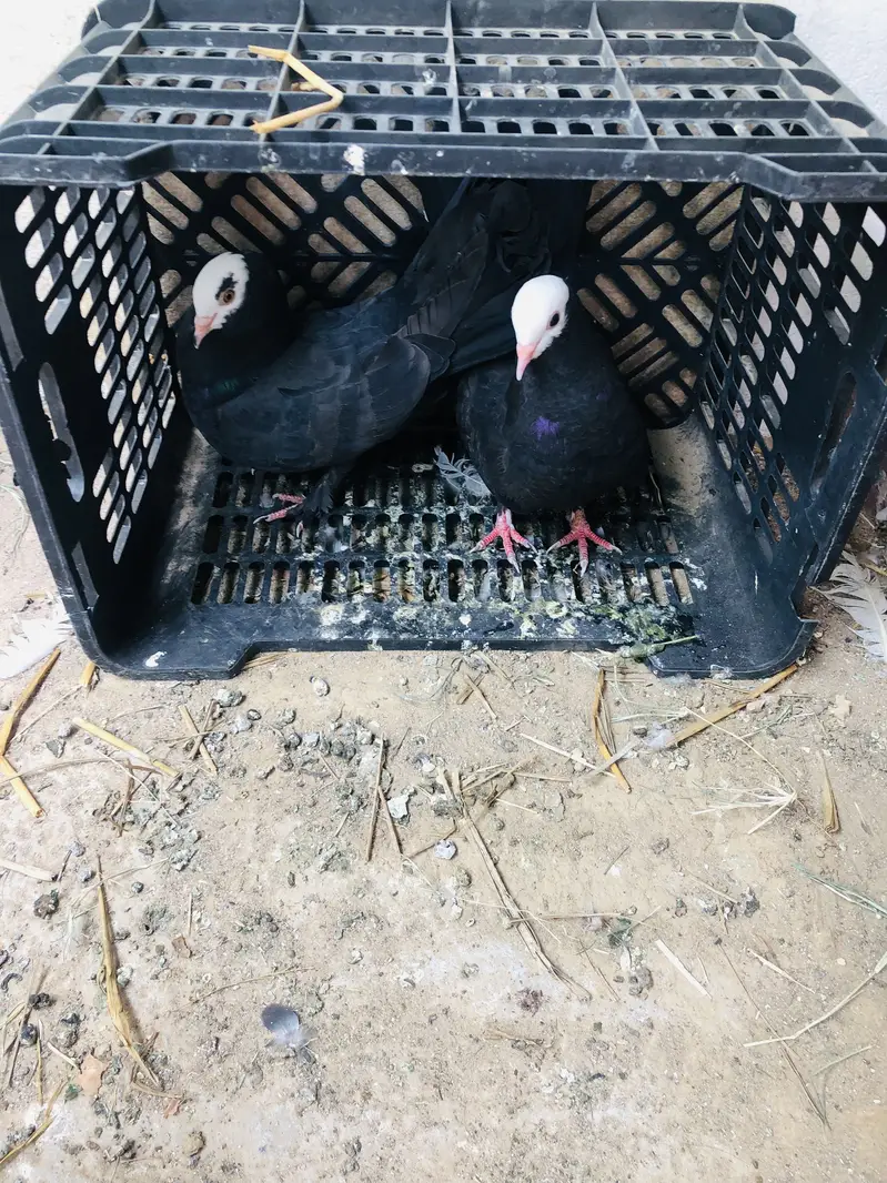 Pigeon breeder pairs — photo 8