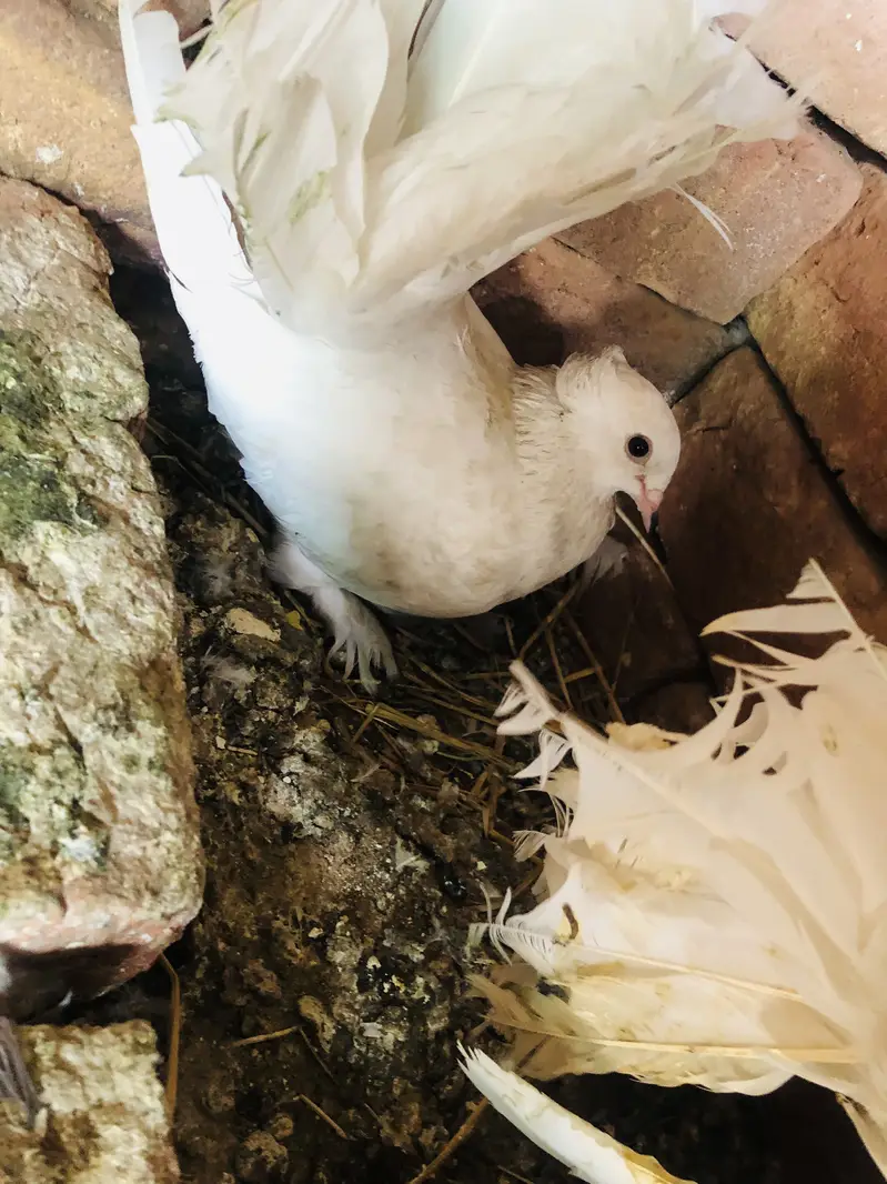 Pigeon breeder pairs — photo 9