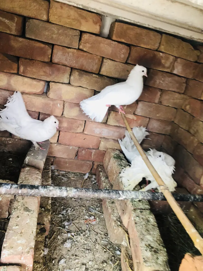 Pigeon breeder pairs — photo 10