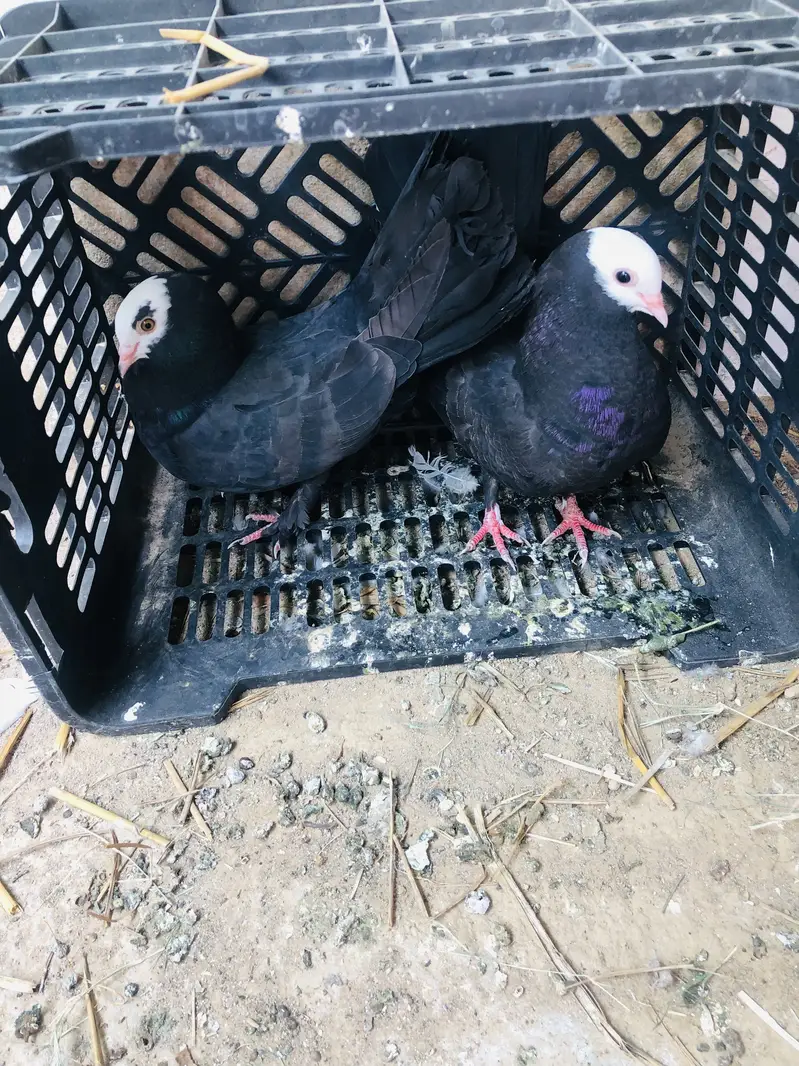 Pigeon breeder pairs — photo 11