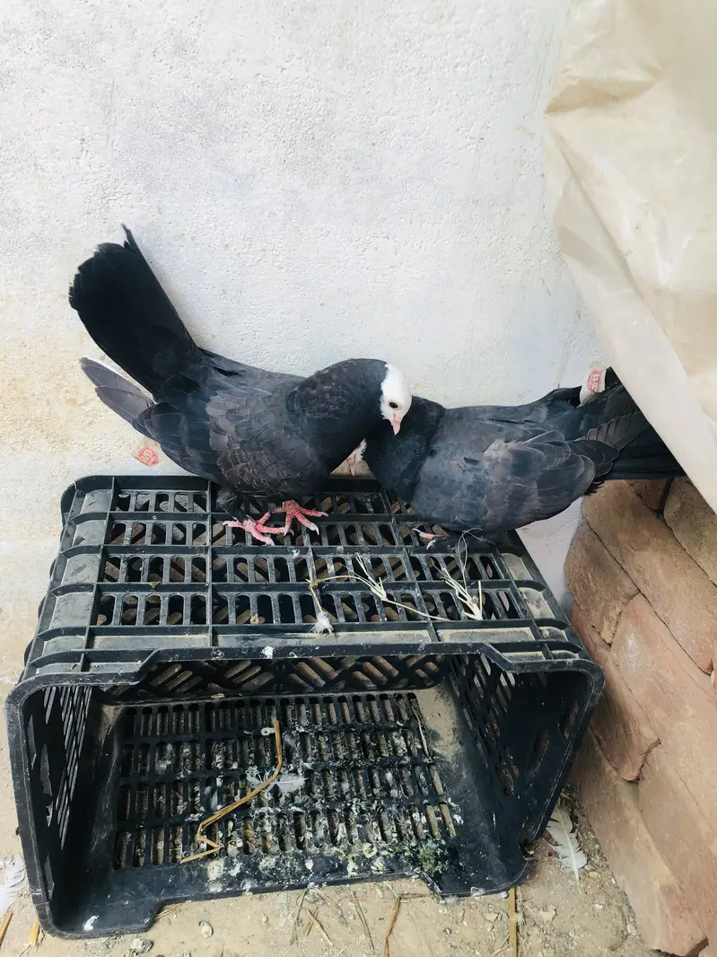 Pigeon breeder pairs — photo 12