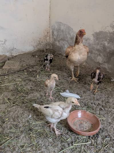 Aseel murghi with chiks