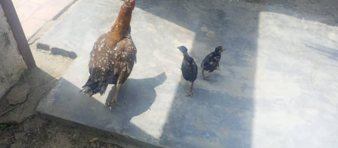 Thai Aseel chicks fully healthy