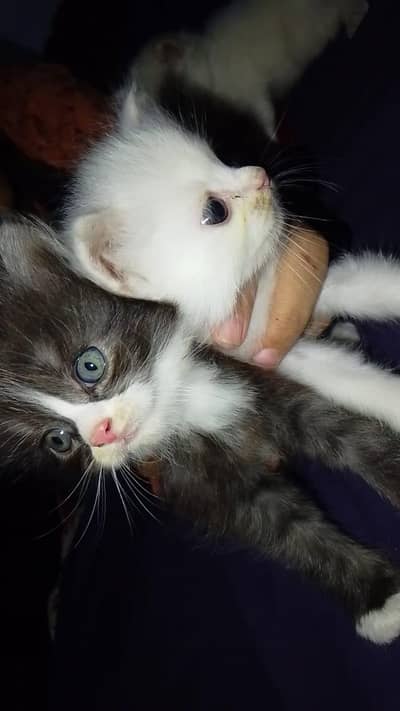 male 3 kotid blue eyes
