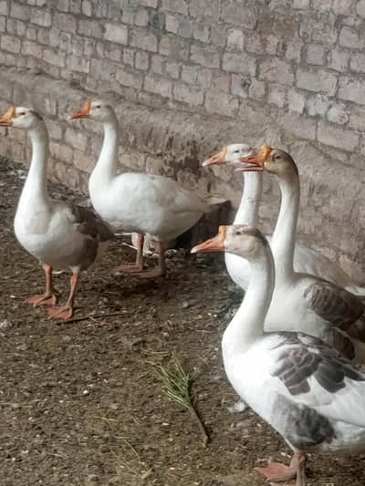 sale  6 long neck ducks