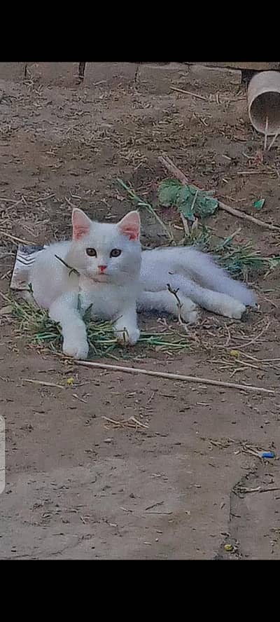 cat  cat