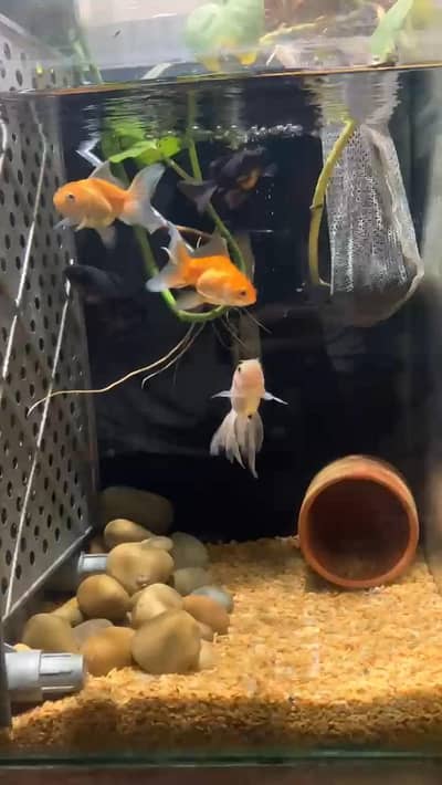 Fantail and Black Moor Goldfishes