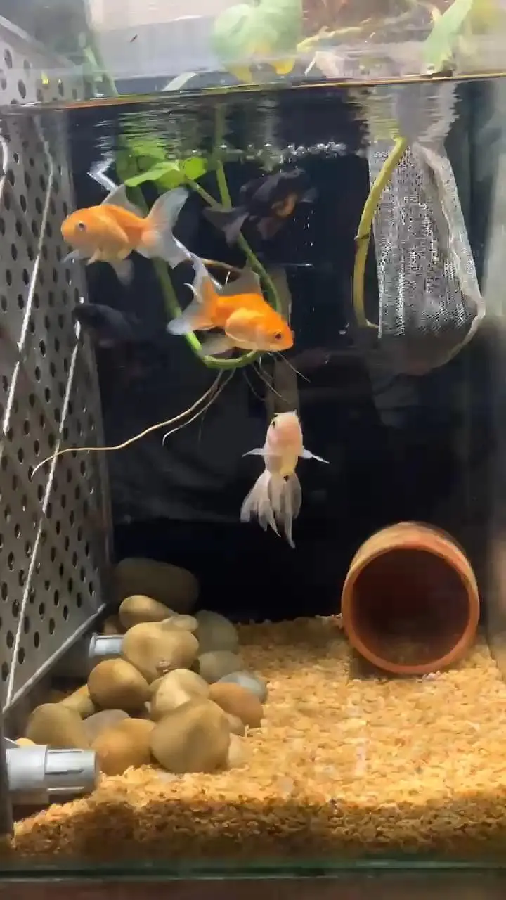 Fantail and Black Moor Goldfishes