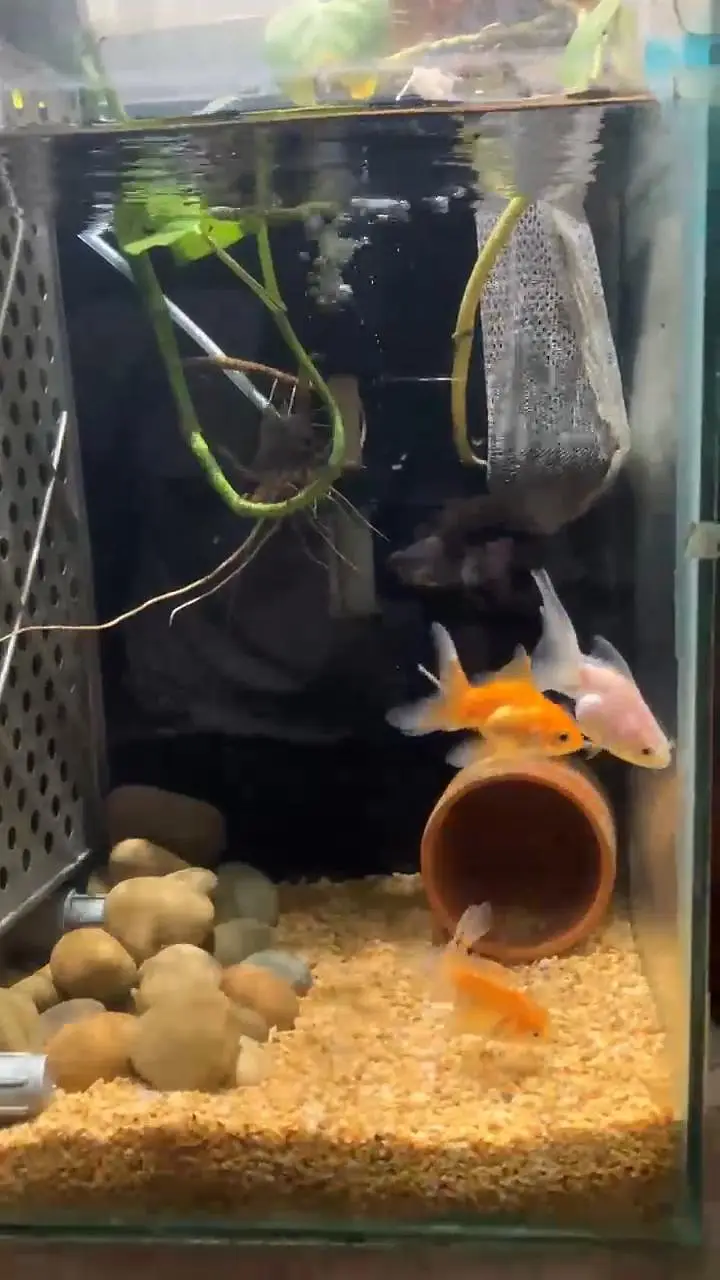 Fantail and Black Moor Goldfishes — photo 2