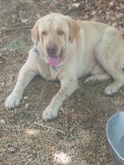 American Labrador