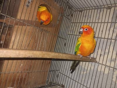Yellow Ringneck,Suncnore