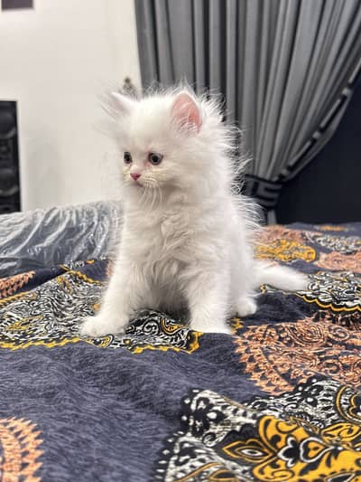 PERSIAN KITTEN