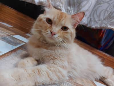 Persian Male Cat
