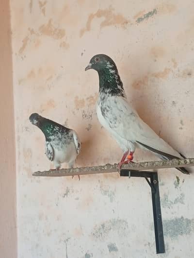 top class read eyes pair for sale .