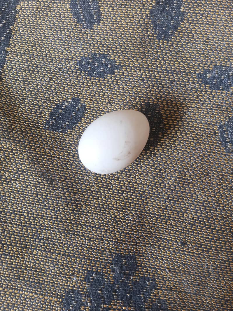 Duck eggs 1