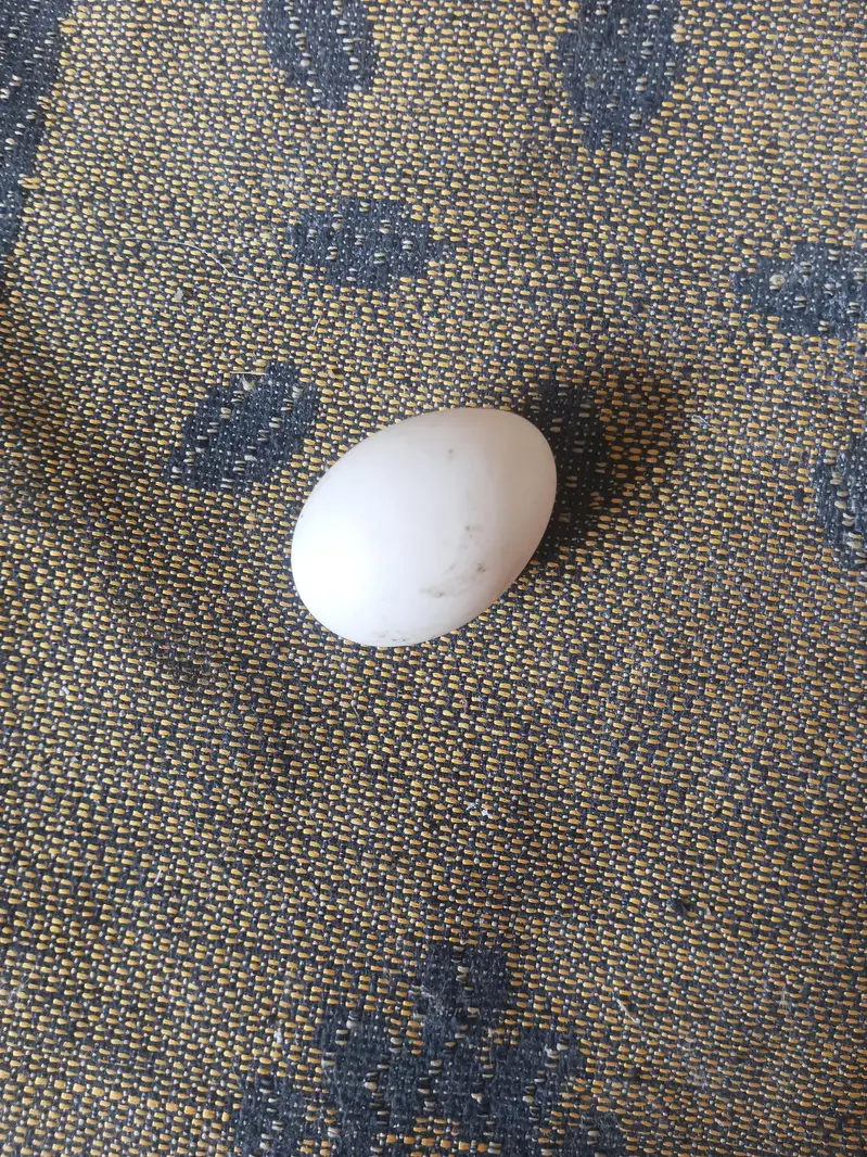 Duck eggs — photo 2