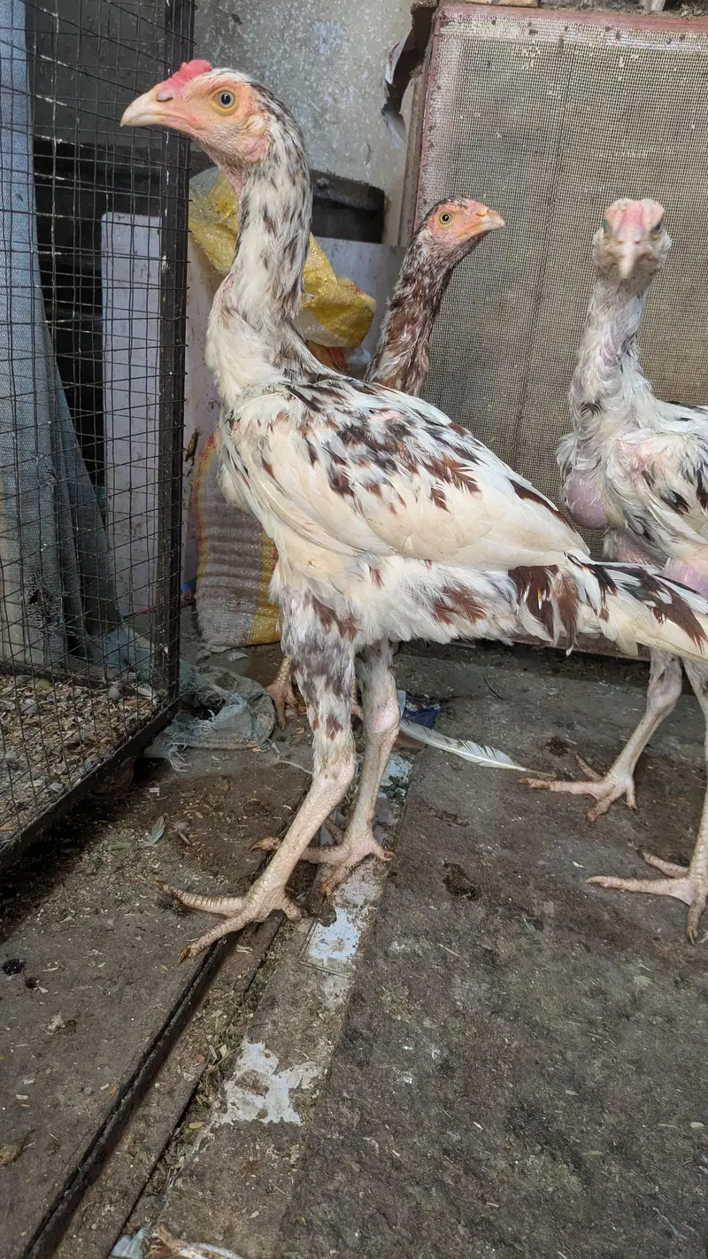 Aseel White Cheenay Murghay Aur Murghiya